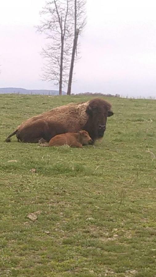 Cedar Located On A Buffalo Farm *